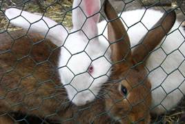 Hexagonal Wire Netting